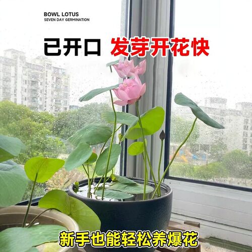 睡莲水培植物碗莲种籽子多季开花室内好养莲子水养荷花盆栽花种子 - 图1