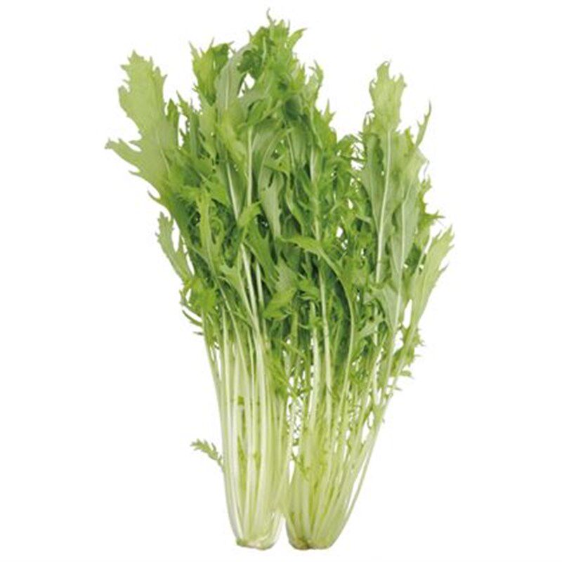 白梗千筋京水菜种子水晶菜种籽北京特菜春播保健