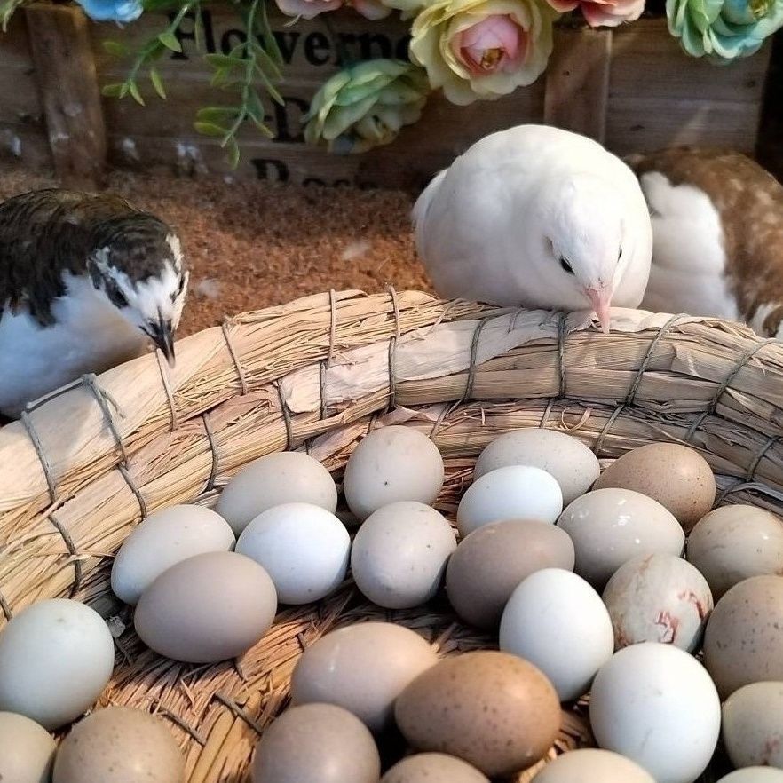 迷你芦丁鸡可孵化种蛋网红鸡种蛋宠物鸡受精蛋小型鸡宠物小鸡蛋,淘宝优惠券,粉丝福利购,淘宝优惠卷