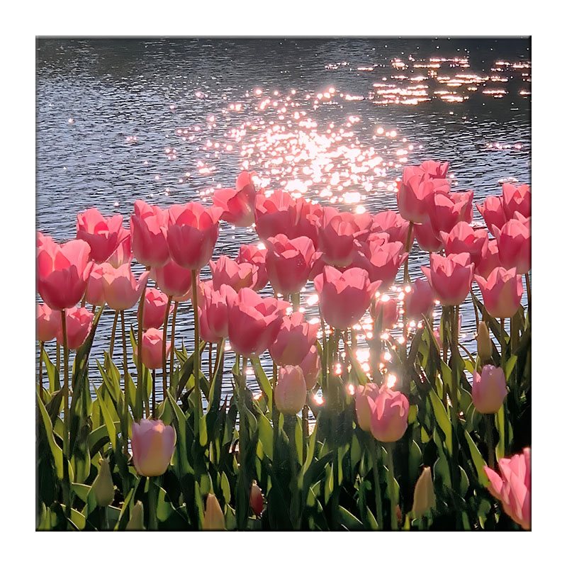 郁金香数字油画手工画画diy填充花卉油彩画填色涂色装饰风景手绘-图3