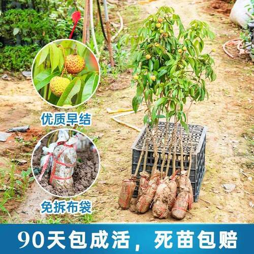 嫁接荔枝树苗无核桂味妃子笑荔枝树大苗四季荔枝树苖南方当年结果 - 图1