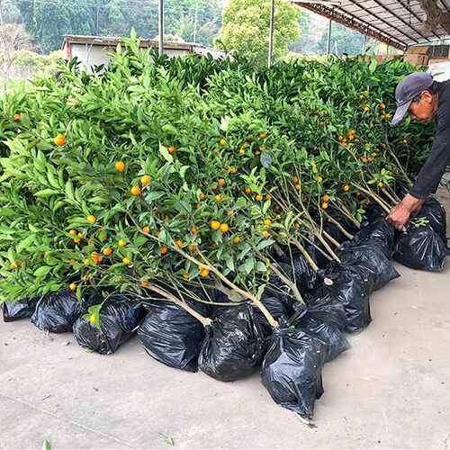 带果金桔盆栽树苗四季果树食用小金桔子苗脆皮金橘招财果室内植物 - 图0