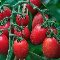 Xinjiang specialite sacred female fruit dry 408 * 2 gr independent packaging small tomato fruit dried sour sweet fruit office snacks
