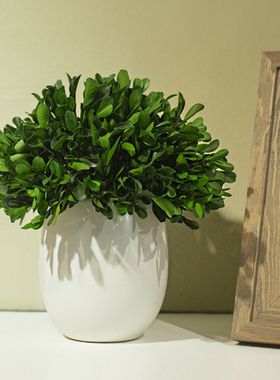 小叶黄杨桌面永生植物入户玄关绿植小摆件客厅电视柜装饰家居好物