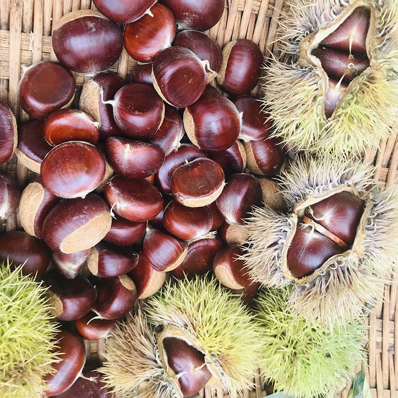 云南特产当季现摘新鲜水果生板栗油锥迁西野小毛栗子带壳包邮,淘宝优惠券,粉丝福利购,淘宝优惠卷