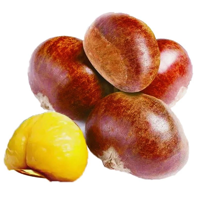 云南特产当季现摘新鲜水果生板栗油锥迁西野小毛栗子带壳包邮,淘宝优惠券,粉丝福利购,淘宝优惠卷