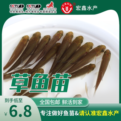 黄颡鱼苗活体黄骨鱼苗淡水养殖昂刺食用黄丫头黄鸭叫黄辣丁小鱼苗 - 图2