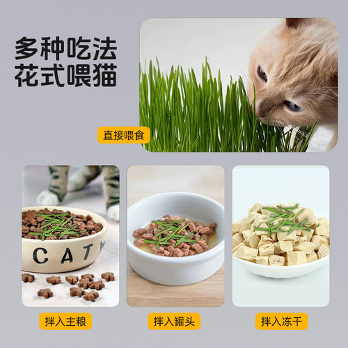 宠奇拉鲜嫩猫草土培盆栽种植助化毛片懒人水培盆子猫薄荷猫咪零食 - 图1