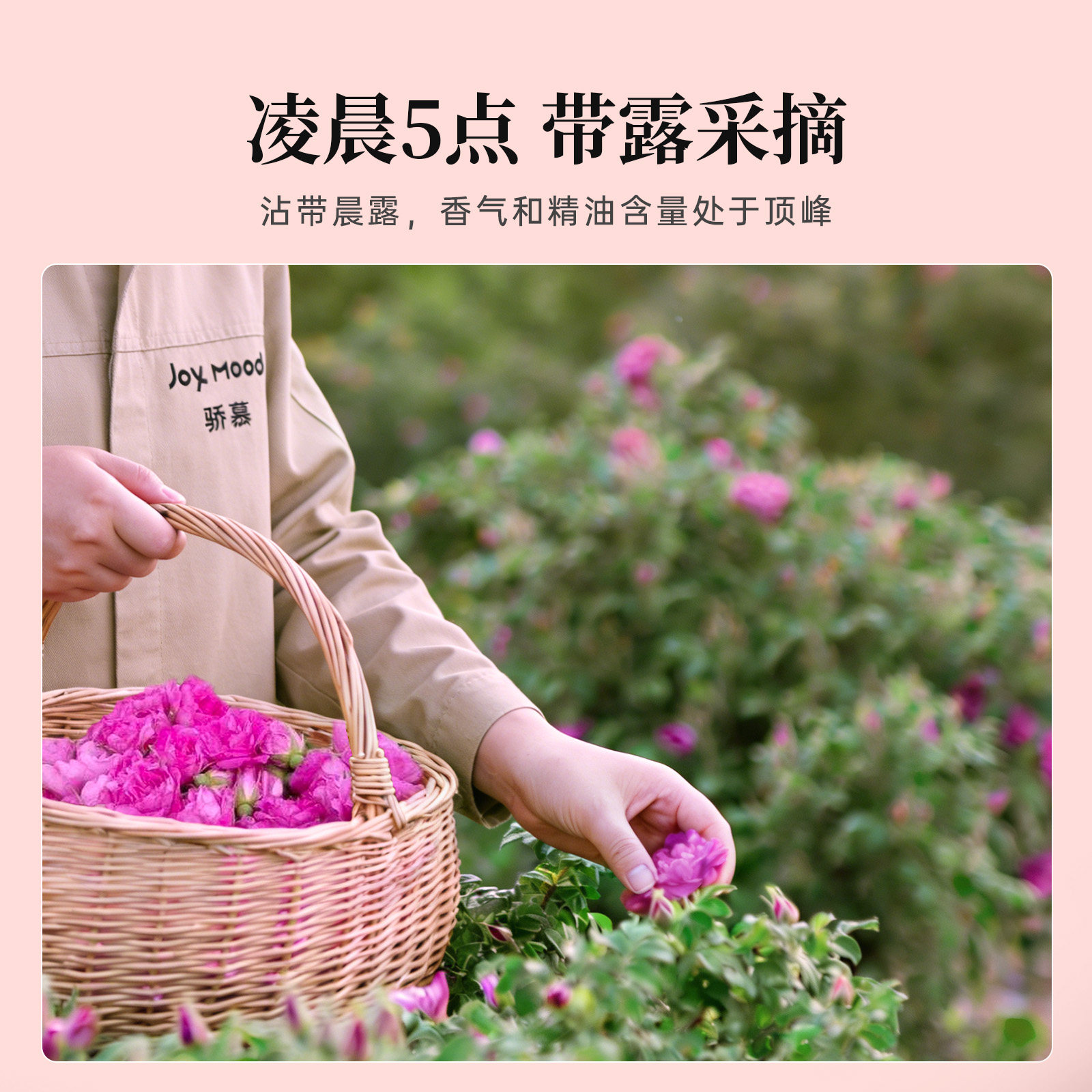 【明星同款】骄慕玫瑰花茶袋装无硫熏无农残平阴头茬重瓣玫瑰花冠,淘宝优惠券,粉丝福利购,淘宝优惠卷