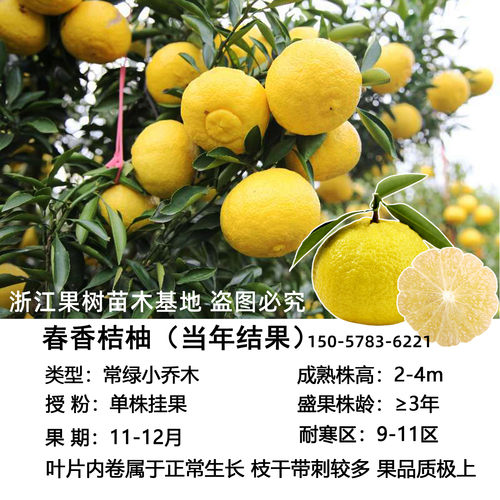 正宗嫁接象山青树苗春香桔柚苗黄金贡柚果树盆地栽南方种植包成活 - 图1