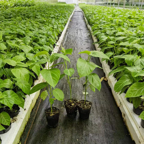 新品种哥伦比亚热情果苗纯甜不酸南方果树苗庭院阳台盆栽地栽常绿 - 图3