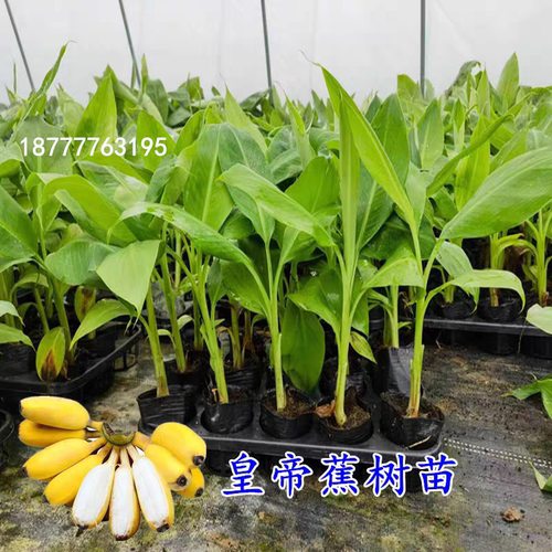 香蕉树苗芭蕉树小米蕉苗粉蕉皇帝焦西贡蕉红蕉中蕉9号带土阳台 - 图1