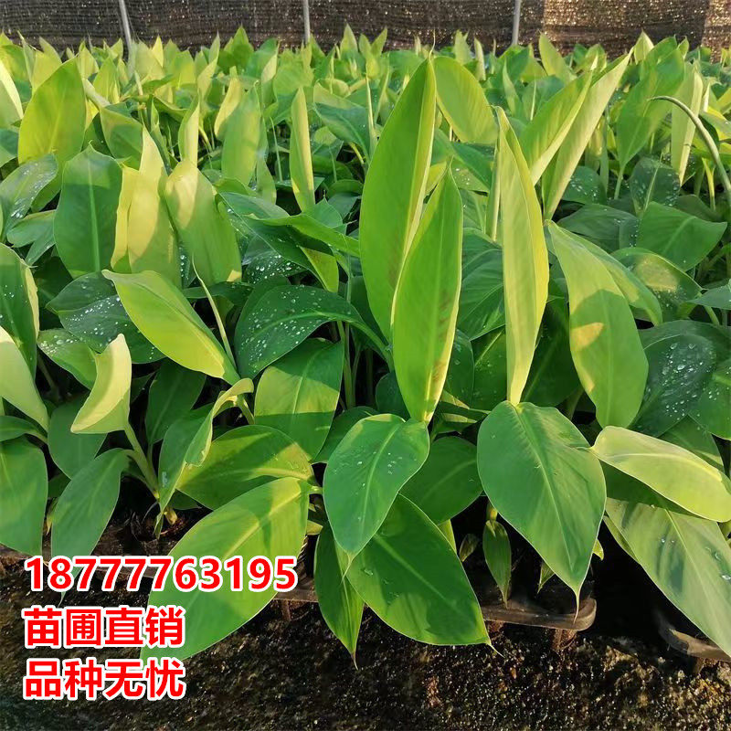 皇帝蕉树苗芭蕉树小米蕉苗粉蕉皇帝焦西贡蕉红蕉中蕉9号带土阳台,淘宝优惠券,粉丝福利购,淘宝优惠卷