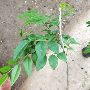 海南黄花梨树苗发货成活率高庭院绿化名贵树种植物