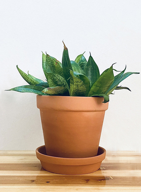 室内植物带托盘红陶花盆清仓包邮