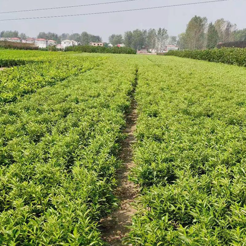 带果发货!脆皮金桔树盆栽地栽树苗四季开花结果可食用耐寒可过冬 - 图3