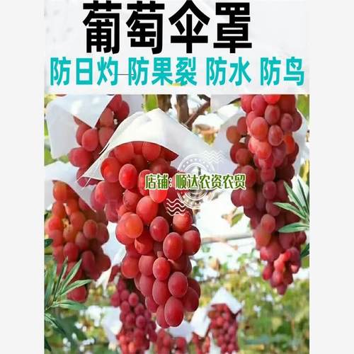 葡萄伞罩遮阳纸阳光玫瑰伞袋专用防日灼水鸟裂夏黑套袋纸帽修穗剪 - 图2