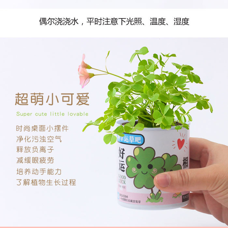 网红罐装种植小盆栽桌面罐头植物幼儿园幸运草创意礼品小学生盲盒