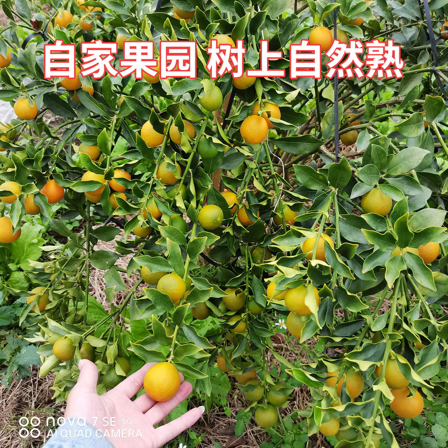 正宗融安第三代脆蜜金柑广西脆蜜金桔果无籽新鲜现摘礼盒独立装,淘宝优惠券,粉丝福利购,淘宝优惠卷