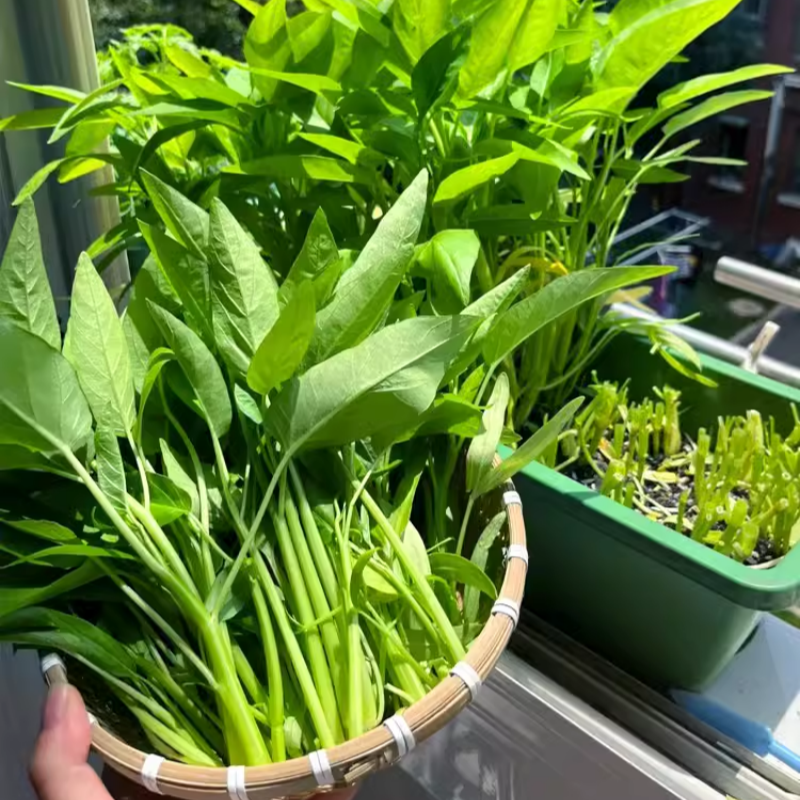空心菜苗带根三叉柳叶四季空心菜种籽原土发货阳台盆栽高产蔬菜苗,淘宝优惠券,粉丝福利购,淘宝优惠卷