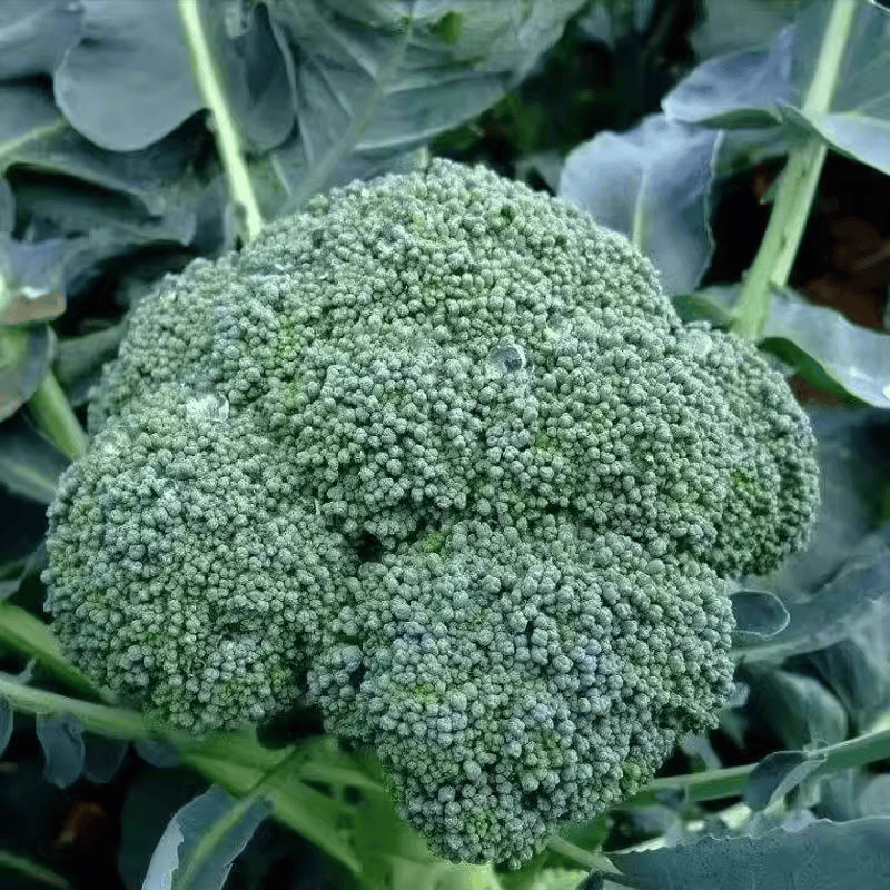 耐寒西兰花苗秧早熟青花苗种籽子优秀西蓝花幼苗秋冬季盆栽蔬菜苗,淘宝优惠券,粉丝福利购,淘宝优惠卷