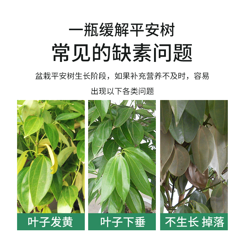 平安树专用肥料榕树幸福树玉树文竹叶绿素植物型通用氮磷钾营养液 - 图2