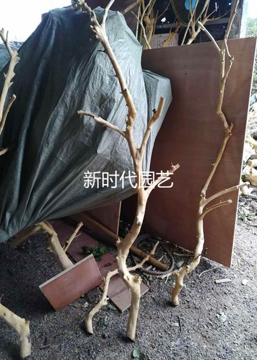 干树枝去皮树杈插花原木杈艺术干枝枯枝带杈树杆创意树杈吊顶装饰 - 图2