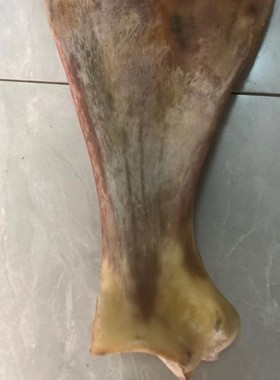 骆驼骨扇骨泡酒料关节骨天然关节