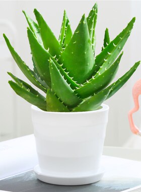 芦荟盆栽室内除甲醛净化空气绿植物办公桌多肉四季好养花卉仙人掌