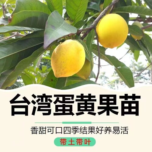 蛋黄果苗 正宗鸡蛋果树苗名贵仙桃水果树苗盆栽地栽带土带叶发货 - 图0