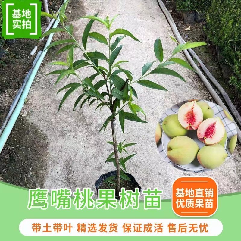 鹰嘴桃果树苗嫁接桃树苗三月桃脆桃大苗桃花盆栽地栽南方种植带土,淘宝优惠券,粉丝福利购,淘宝优惠卷
