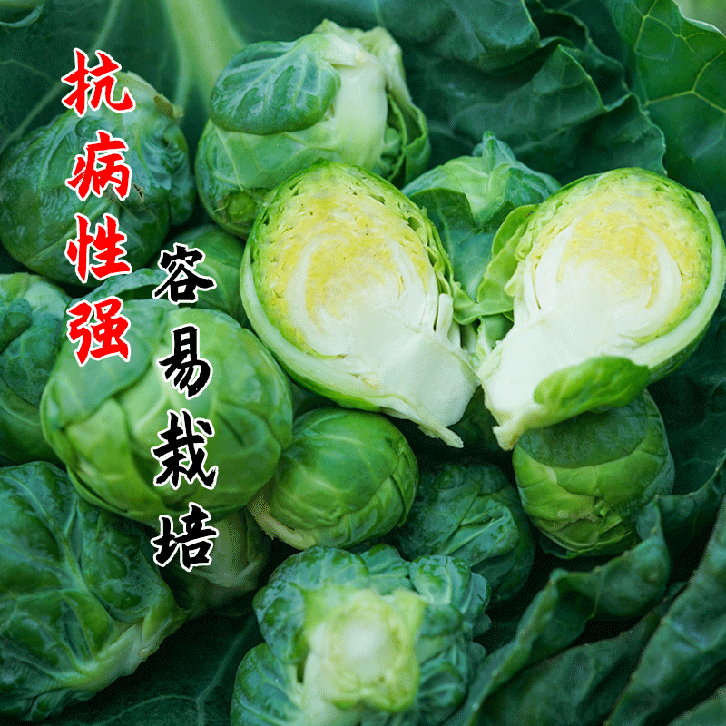 富兰克林孢子甘蓝菜种籽迷你包菜卷心菜种子高产蔬菜孑抱子甘蓝苗 - 图0