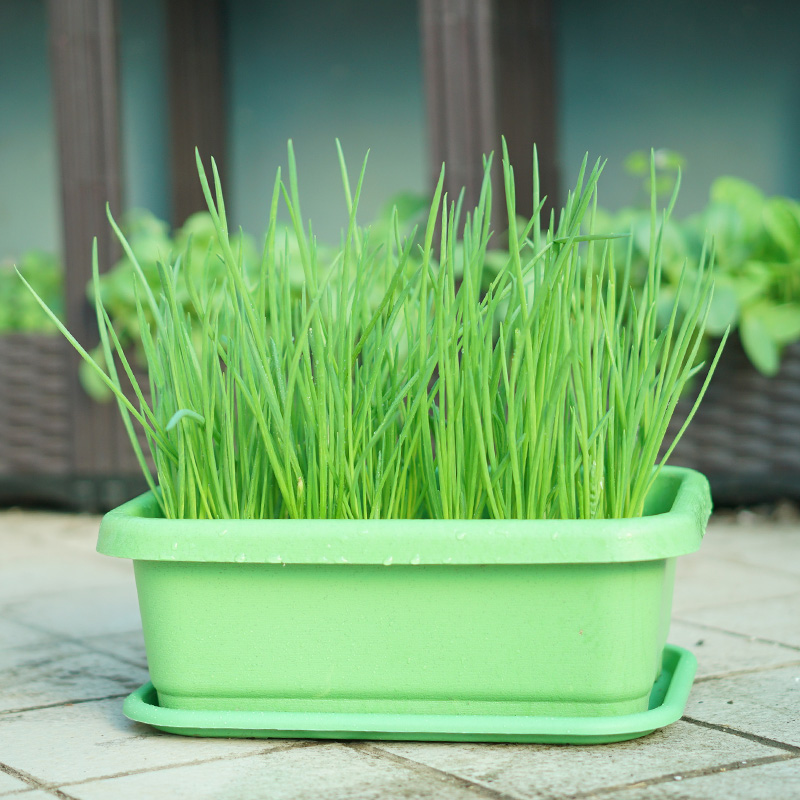 家庭种植蔬菜种子套餐盆栽菜籽种大全四季播阳台农家蔬菜孑