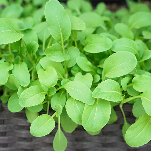 鸡毛菜种子上海青小油菜种籽菜籽耐寒四季春季盆栽青菜农家蔬菜孑 - 图1