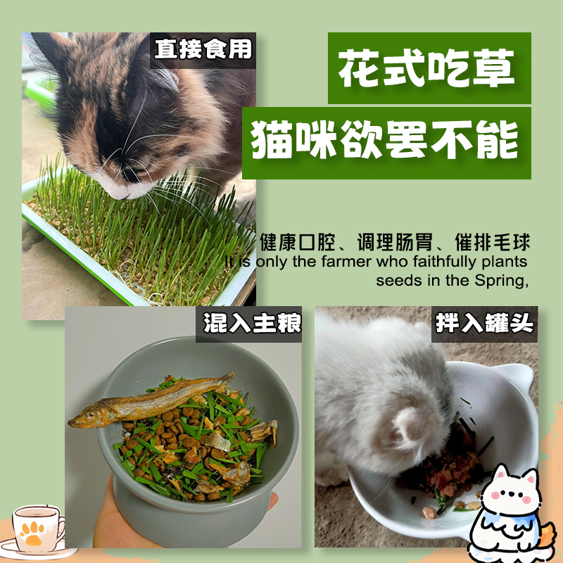 猫草盆栽小麦种子育苗盘无土水培化毛草猫薄荷自已种好幼猫咪零食