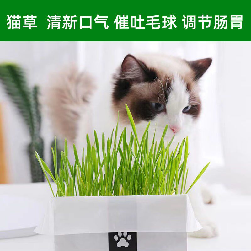 猫草小麦草 新人首单立减十元 22年4月 淘宝海外