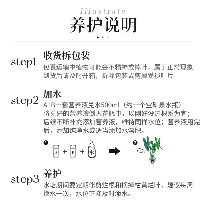 种花的大象银脉剑叶海芋水培热带绿植室内办公桌植物大仙