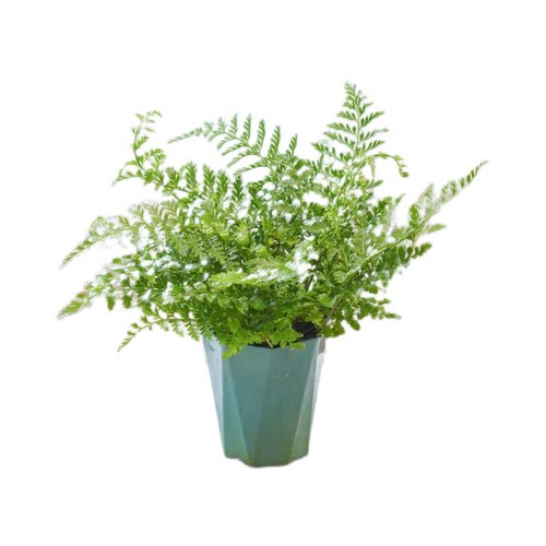 吉姆蕨网红植物盆栽绿植室内净化空气花卉水培蕨类观叶好养盆栽花 - 图3