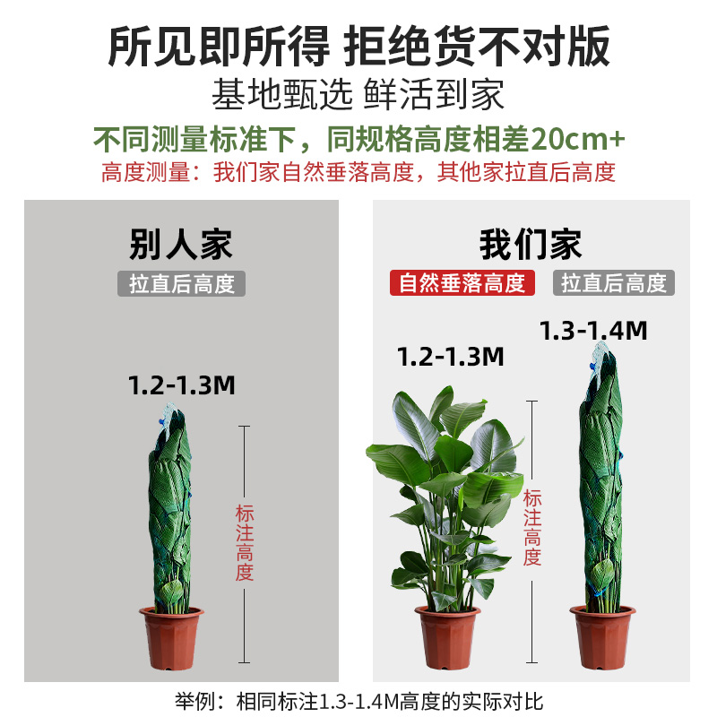 种花的大象天堂鸟大型鹤望兰室内观叶植物北欧风家居绿植清新氛围