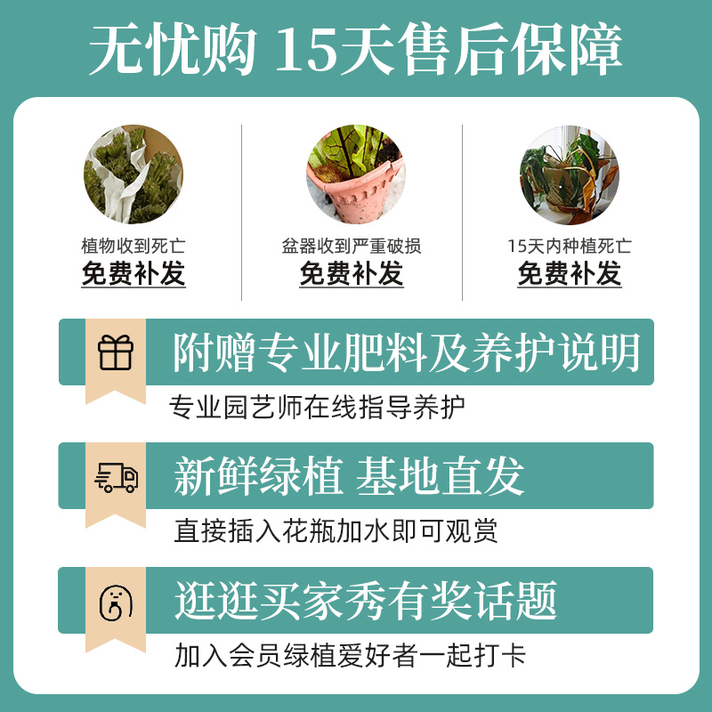 【吴先森的复式】种花的大象水培卷福卷叶榕绿植桌面盆栽耐阴好养