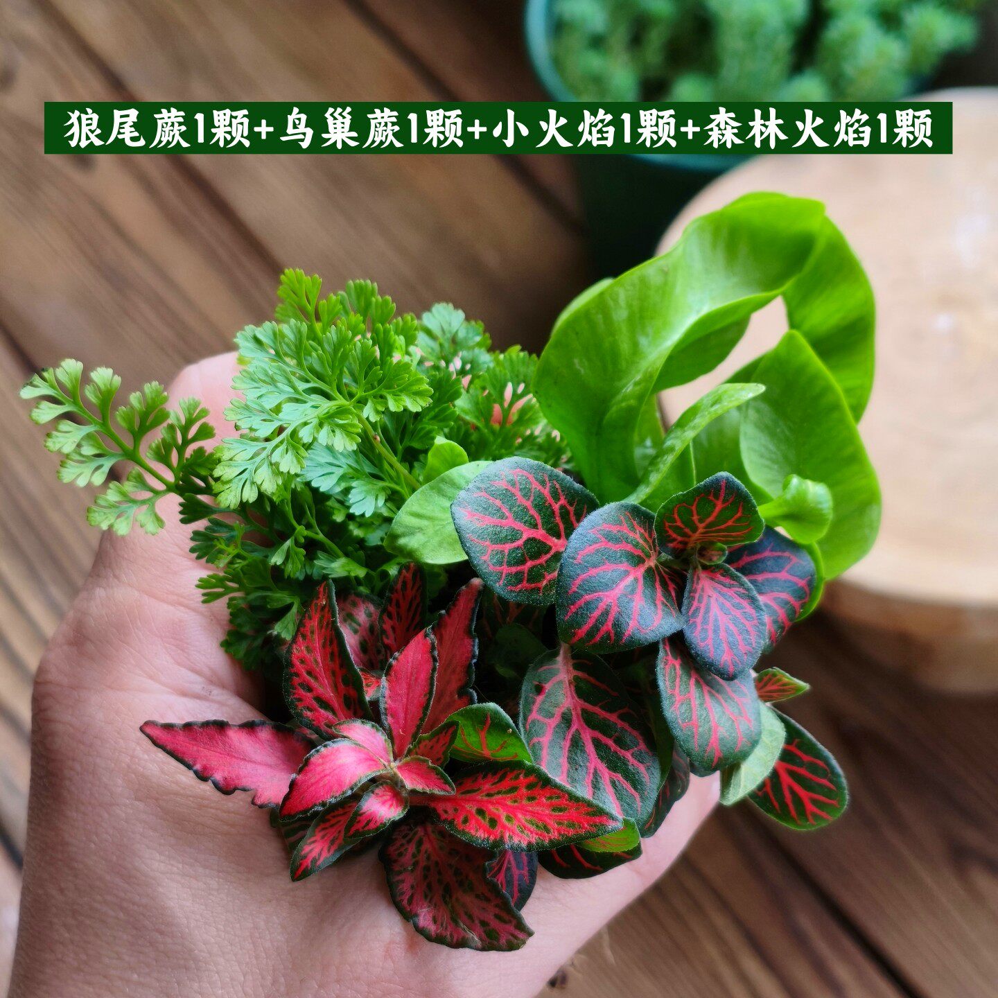 苔藓微景观水陆缸生态缸小植物网纹草蕨类创意迷你植物造景材料
