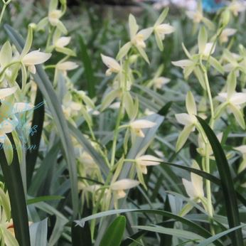 带花苞广东兰花苗建兰四季兰 大荷花素 花大荷型浓香阳台庭院绿植 - 图0