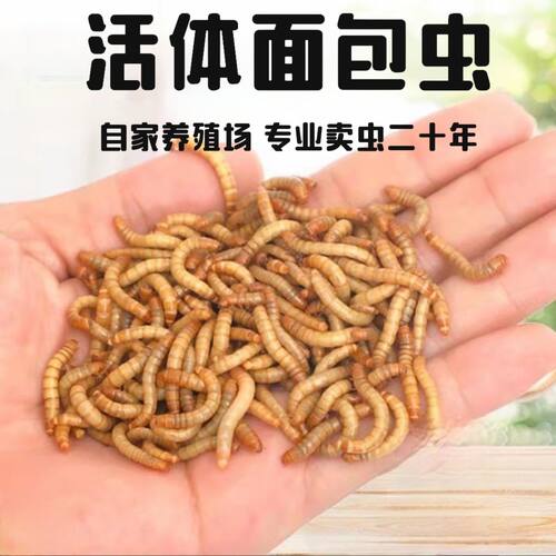 活体面包虫宠物活饵透气盒发货不闷死守宫蜥蜴角蛙鸟类高蛋白饲料 - 图0