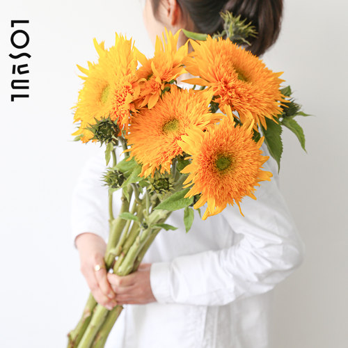 梵高向日葵泰迪油画重瓣花材多头送女朋友鲜花观赏期长礼物母亲节 - 图1