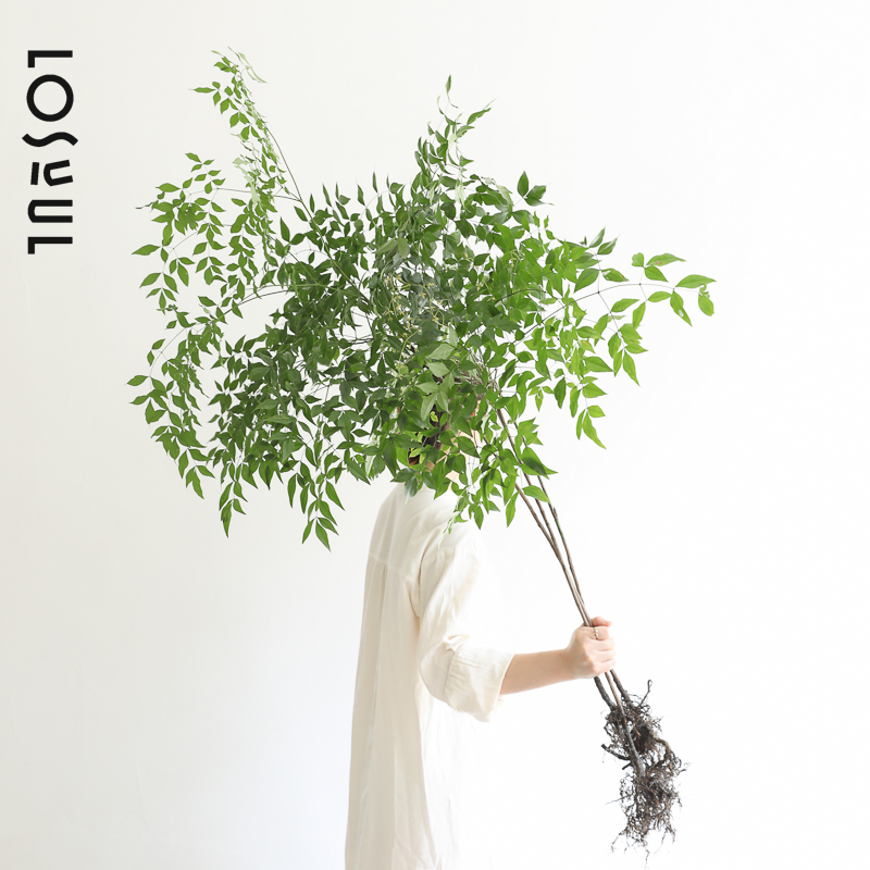 水培南天竹带根绿植秋色侘寂风小众高级绿植室内装饰生活鲜切绿植 - 图1