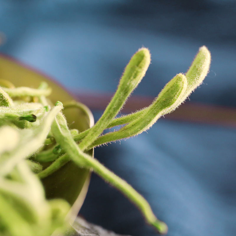 蒲公英金银花菊花茶去火清热解毒胎菊花干特级正品官方旗舰店凉茶-图2