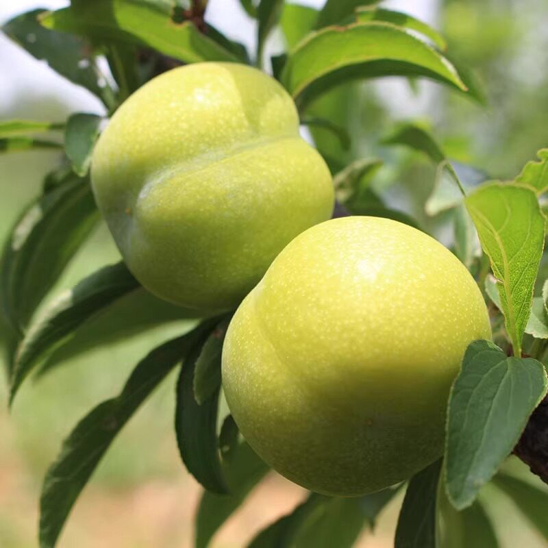 正宗四川脱骨红脆李子青土李子新鲜水果当季茵红李蜂糖汶川旗舰店,淘宝优惠券,粉丝福利购,淘宝优惠卷