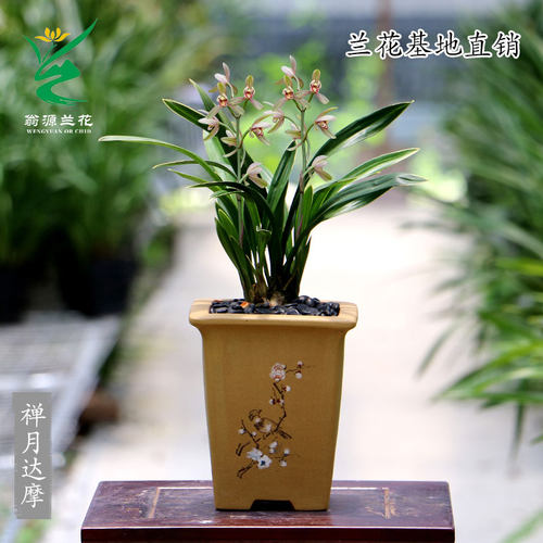 翁源兰花喜花里四季建兰禅月达摩带花浓香型好养室内绿植花卉盆栽 - 图2