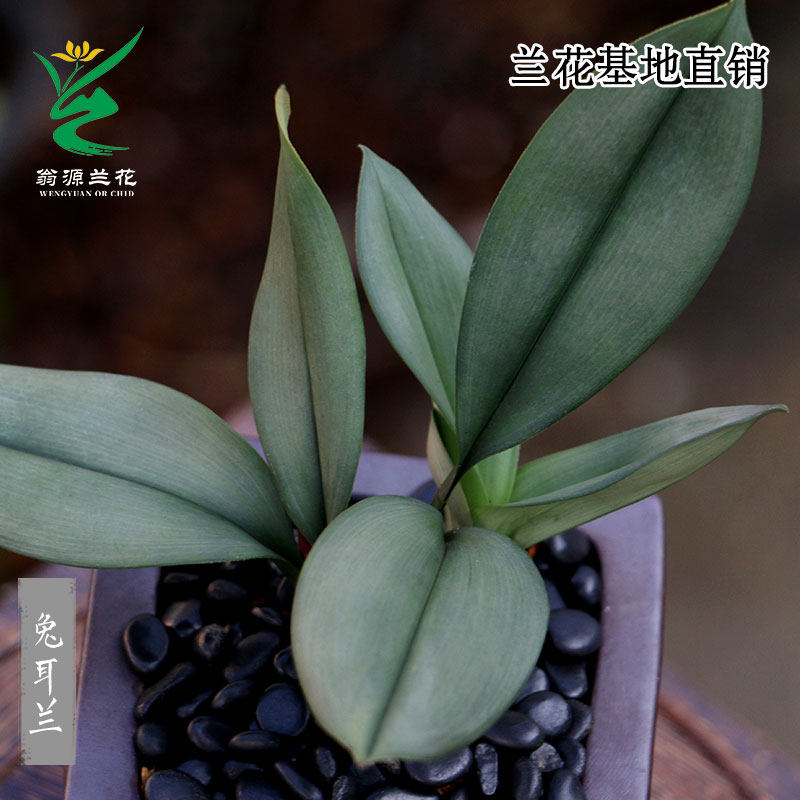 翁源兰花喜花里磨砂兔耳兰小巧精致咖啡兰桌面新手好易养绿植花卉,淘宝优惠券,粉丝福利购,淘宝优惠卷