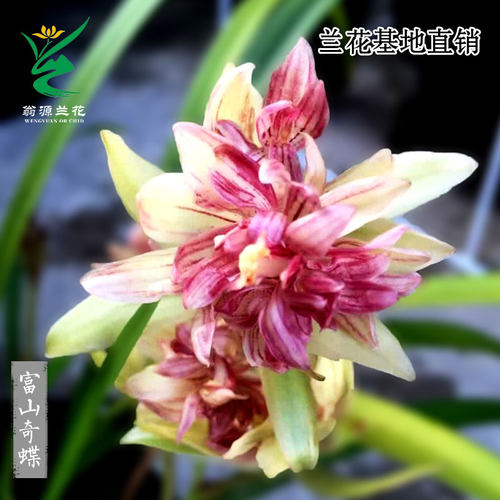 翁源兰花四季建兰正品富山奇蝶带花浓香好养室内桌面绿植花卉盆栽 - 图1